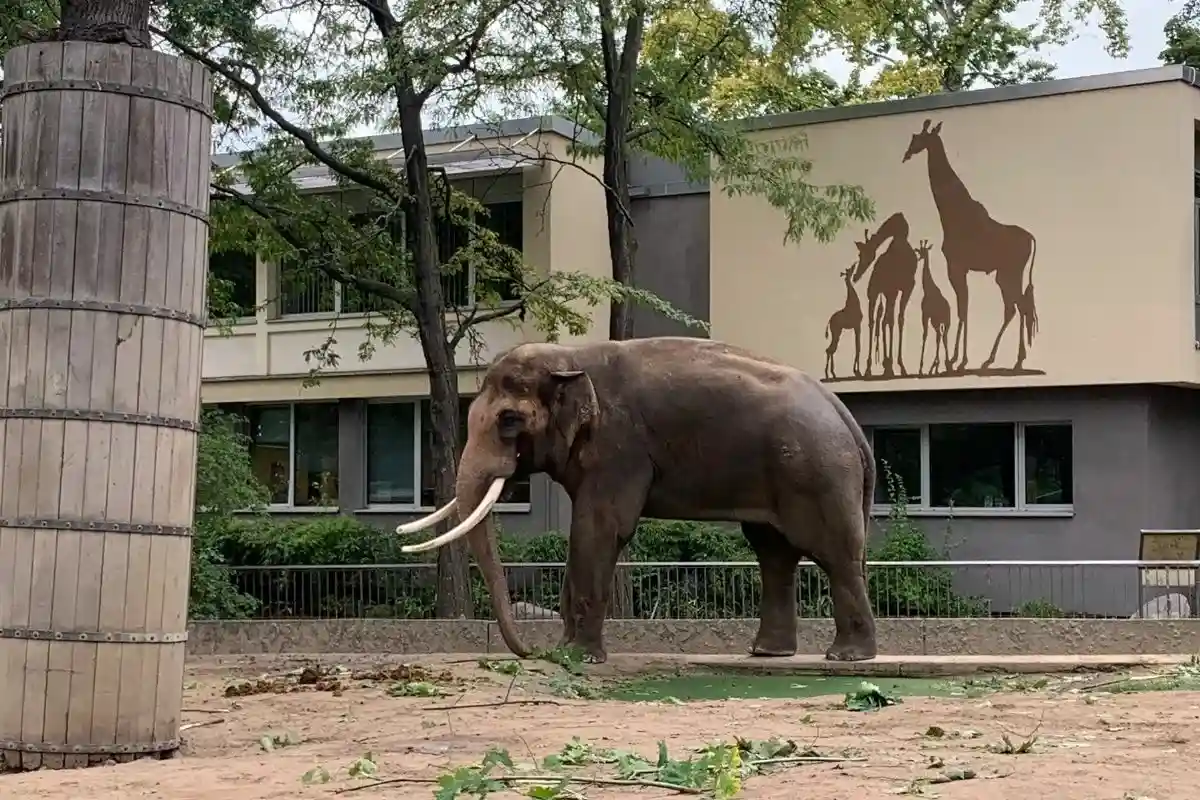 Зоопарк в Берлине закроют в четверг из-за непогоды.Фото: Polina Ishchenko / aussiedlerbote.de. 