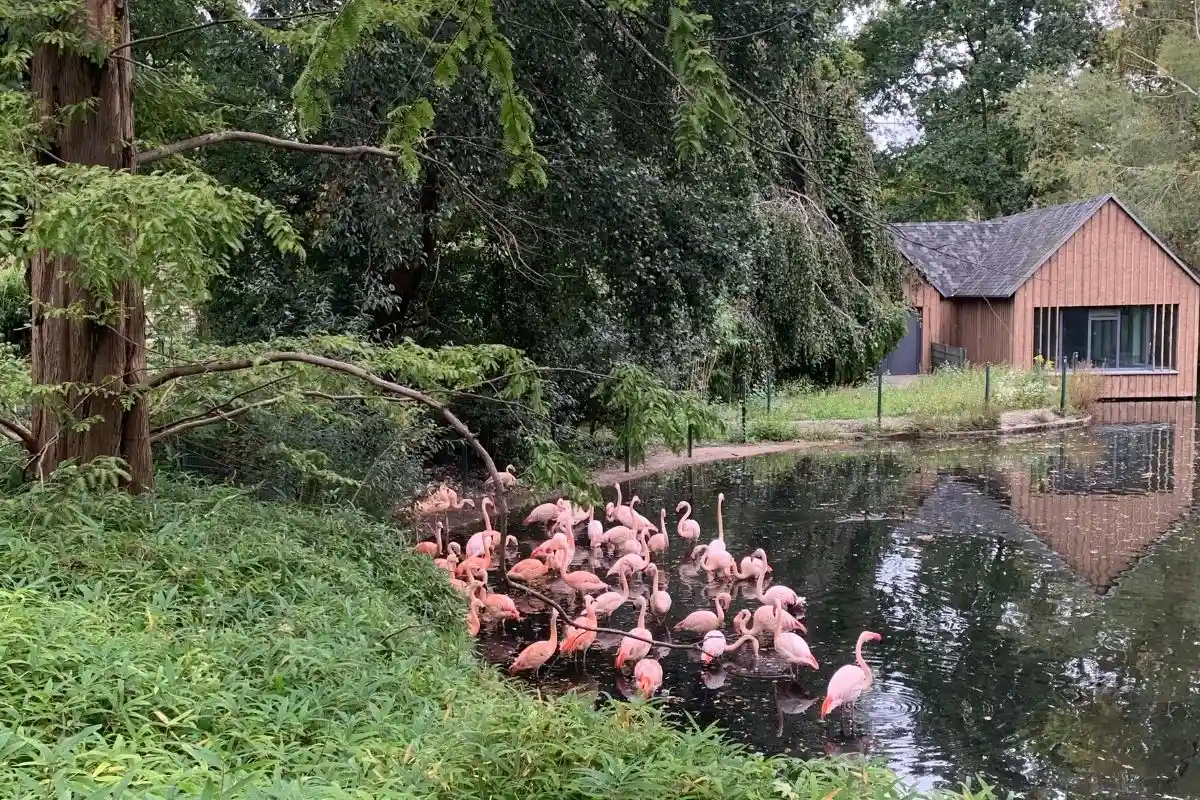 Фламинго в Берлинском зоопарке. Фото: Polina Ishchenko / aussiedlerbote.de.