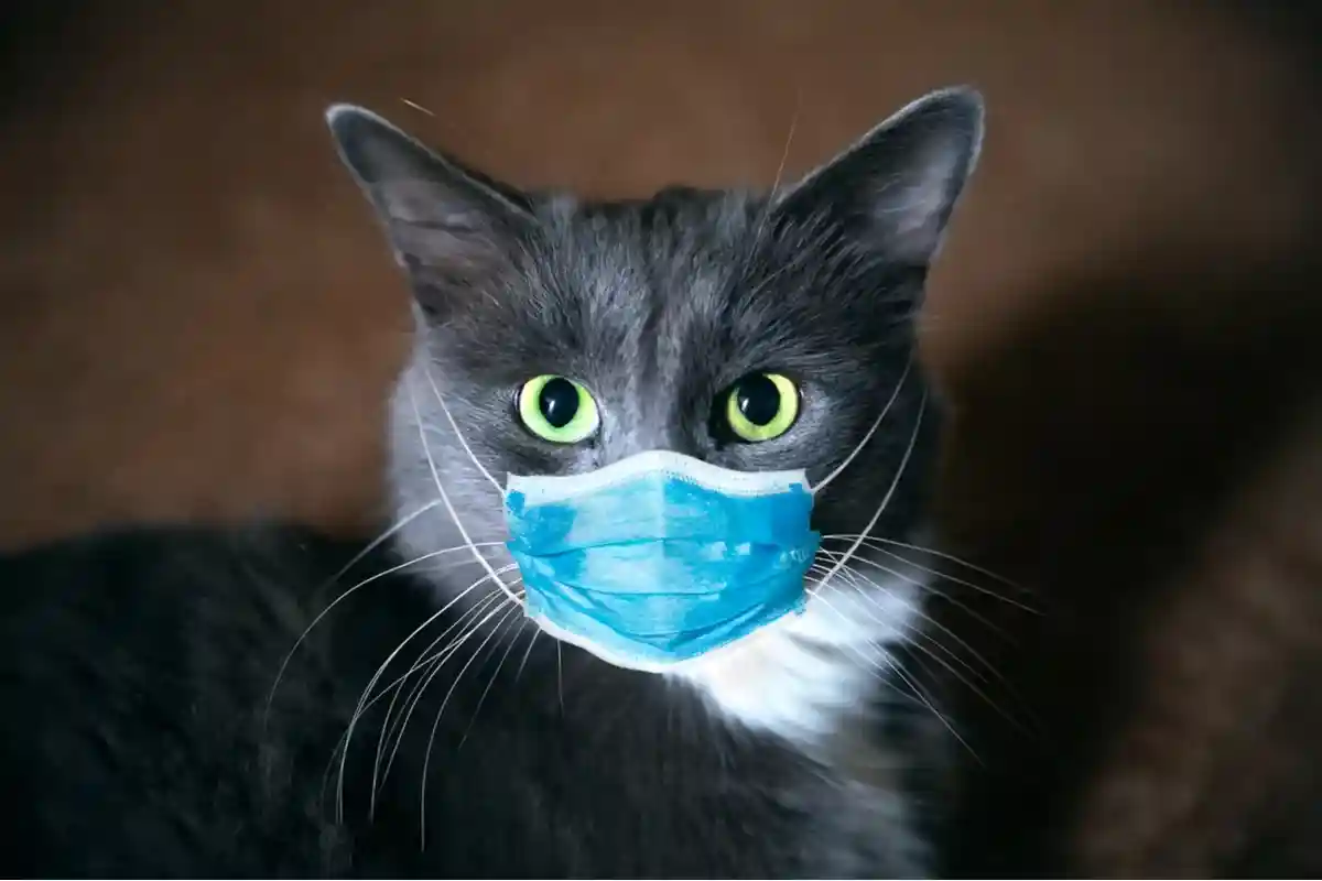 Кот в медицинской маске Фото: Viacheslav Rubel/Shutterstock.com