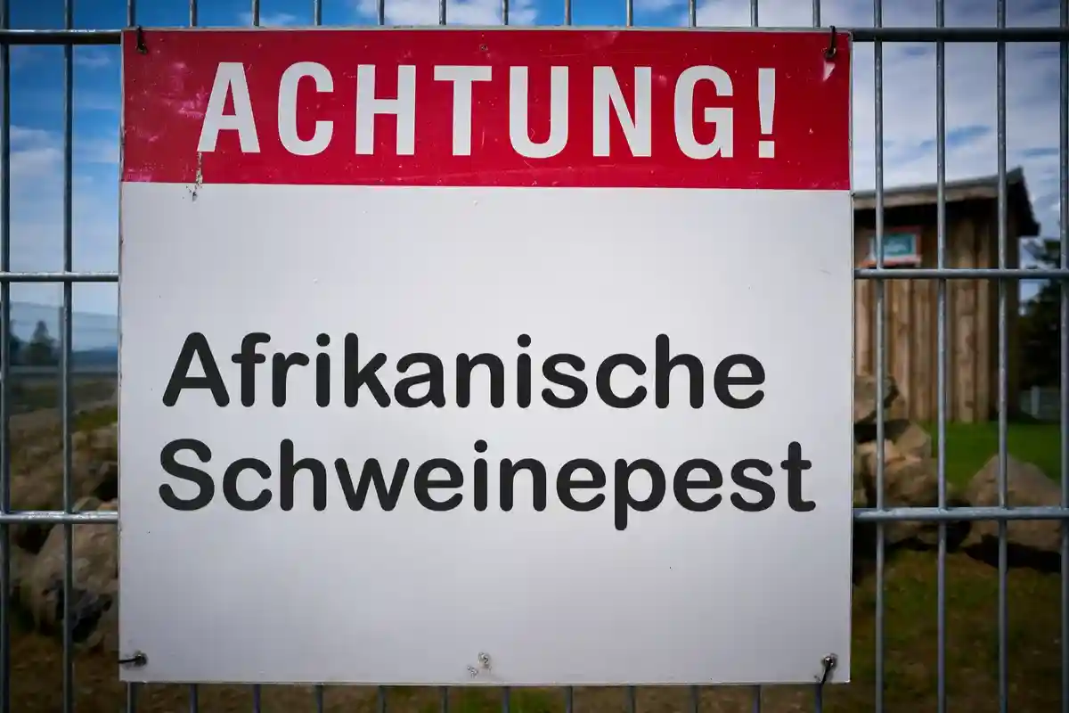 Вывеска с надписью «Внимание, африканская чума свиней» на заборе фермы в Германии. Фото: Heiko Kueverling/Shutterstock.com