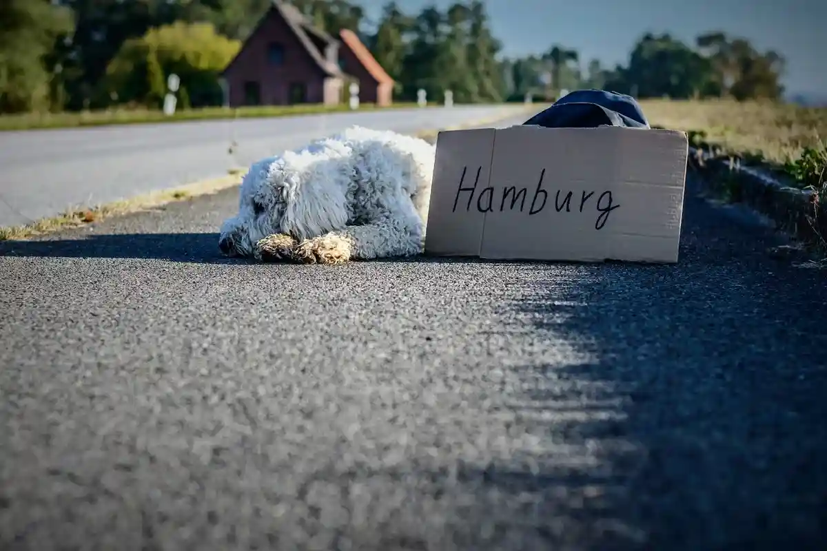 Некоторые туристы предпочитают альтернативу – путешествие автостопом по Германии. Фото: pixabay / pexels.com