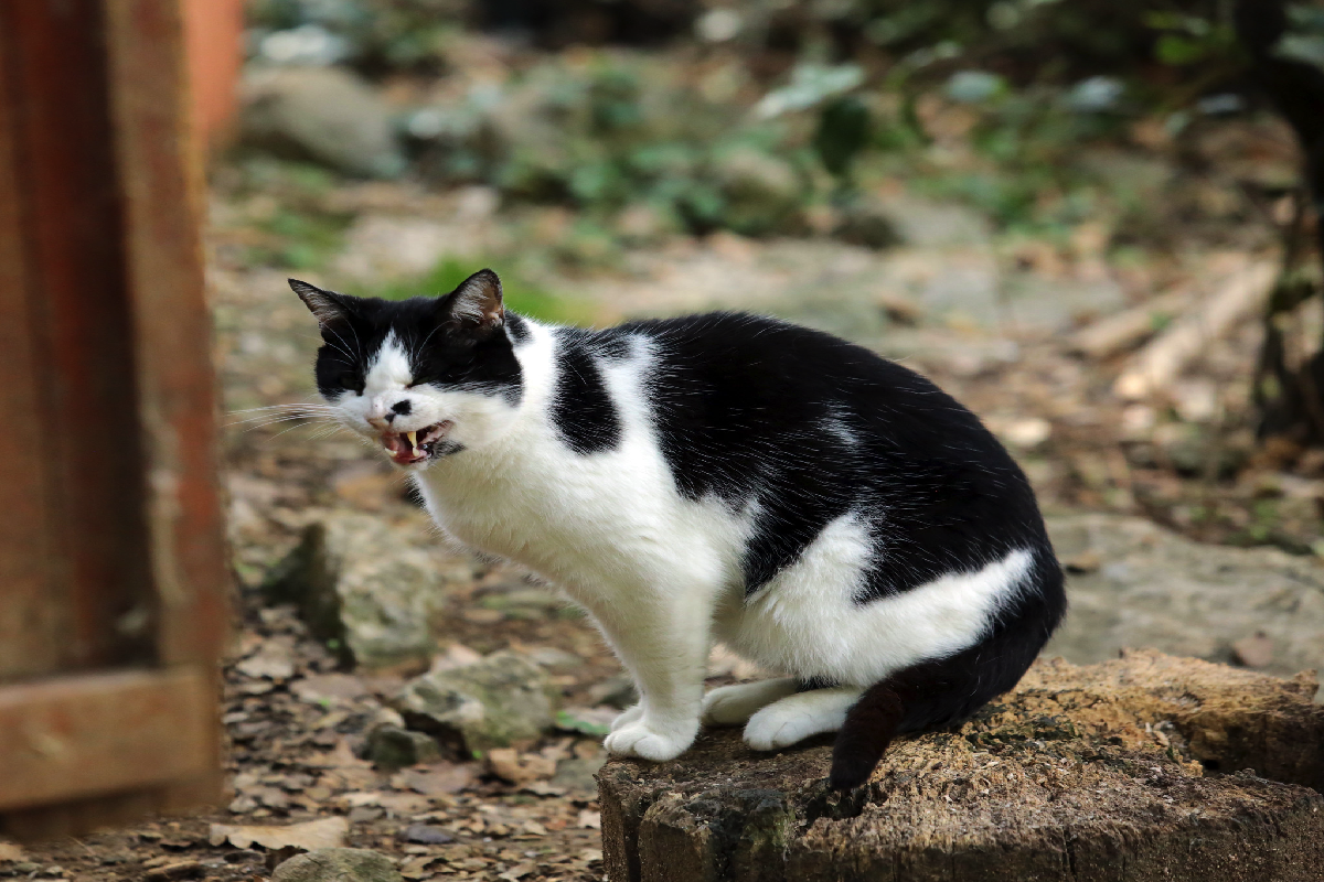Питомник для котов. Фото: Isabelle Blanchemain / Flickr.com