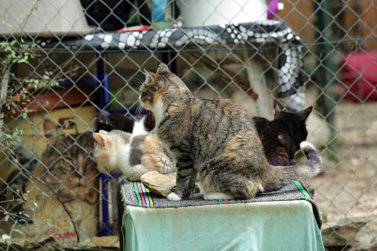 Коты в приюте. Фото: Isabelle Blanchemain / Flickr.com
