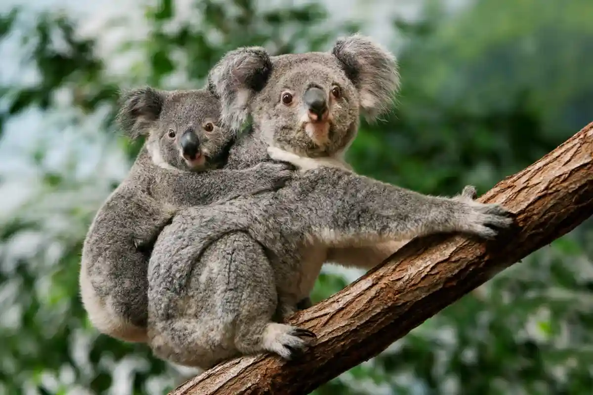 Малыш коалы Фото: Автор: slowmotiongli / shutterstock.com
