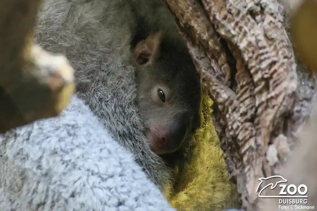 Малыш коалы Фото: Автор: Zoo Duisburg / @ZooDuisburg