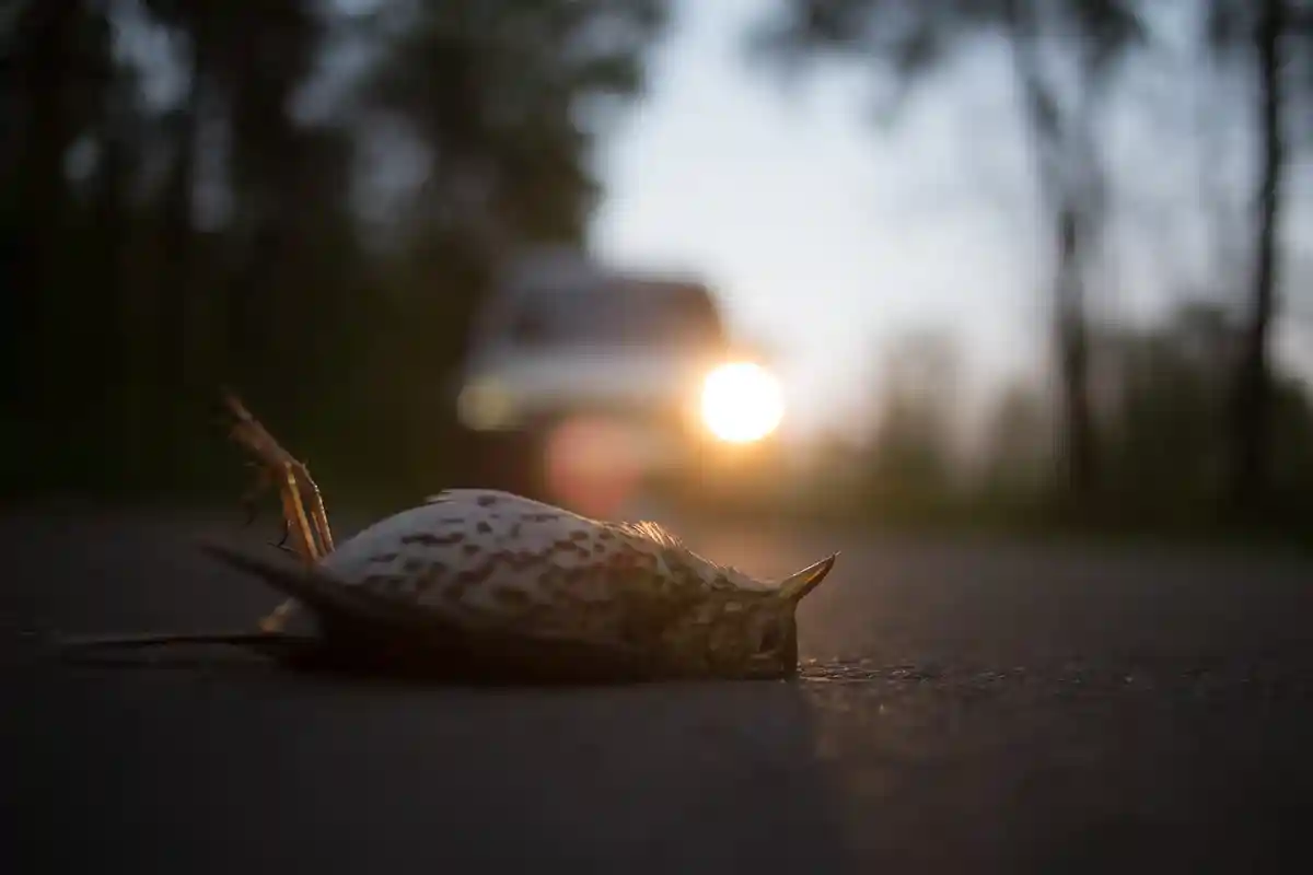 Мертвая птица на дороге. Фото: Rafal Bloch / shutterstock.com