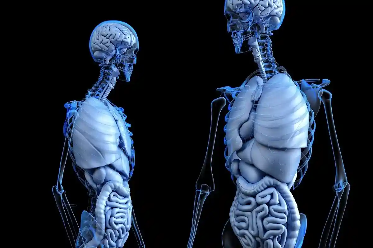 Анатомия тела. Фото: www_slon_pics / Pixabay.com