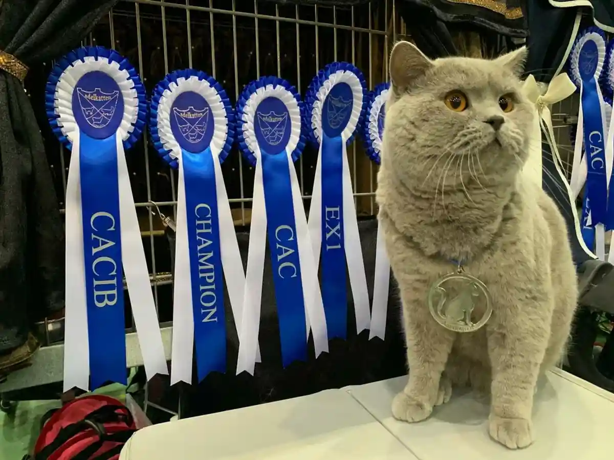 Кошка-чемпион с множеством наград. Фото: calmriver.no