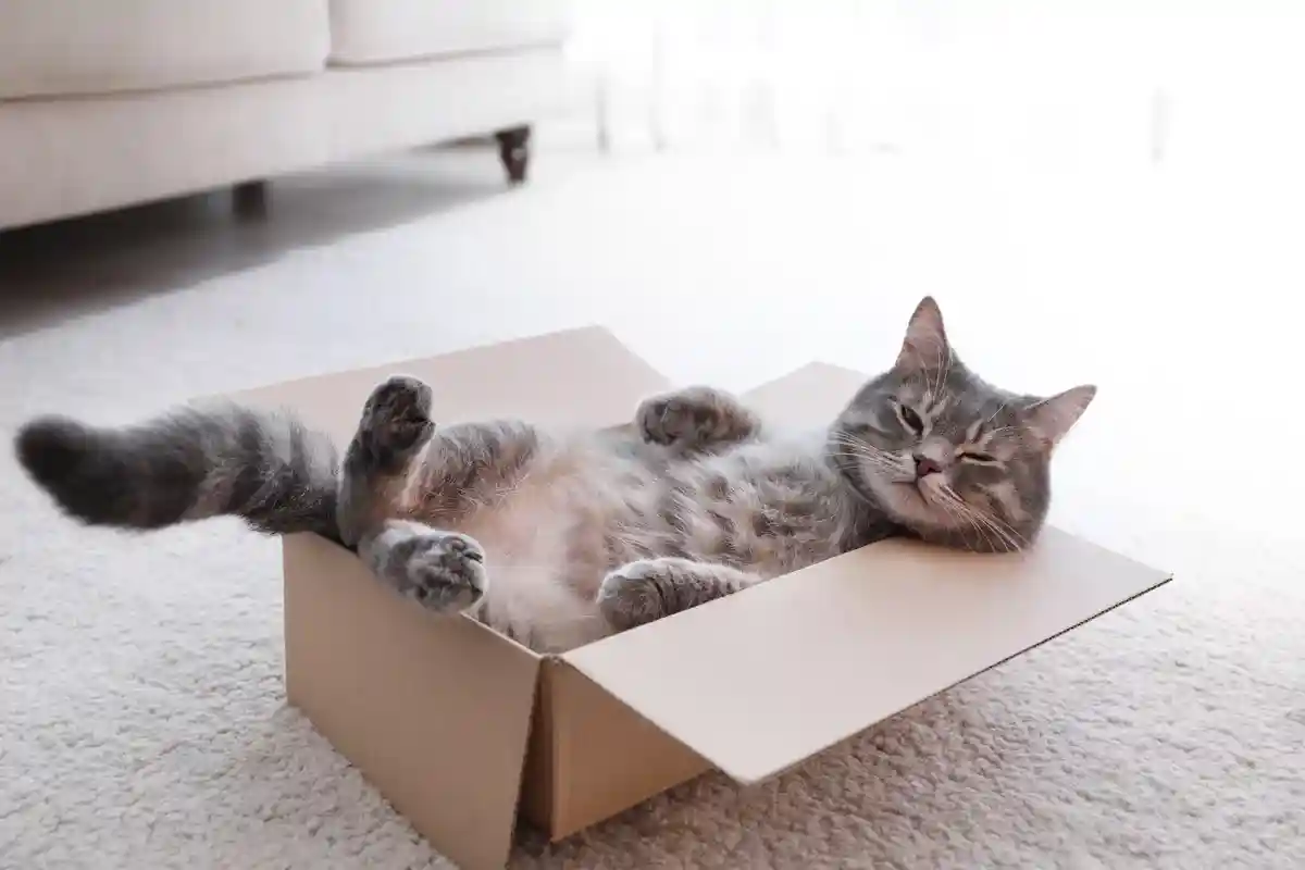 Серый довольный кот в коробке. Фото: New Africa / shutterstock.com