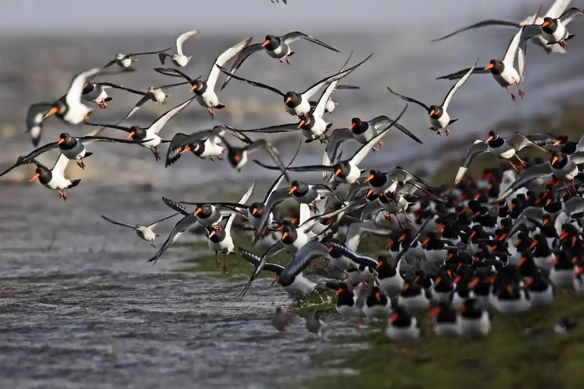 Изменение климата в Германии: Ваттово море уже получило удар по экосистеме