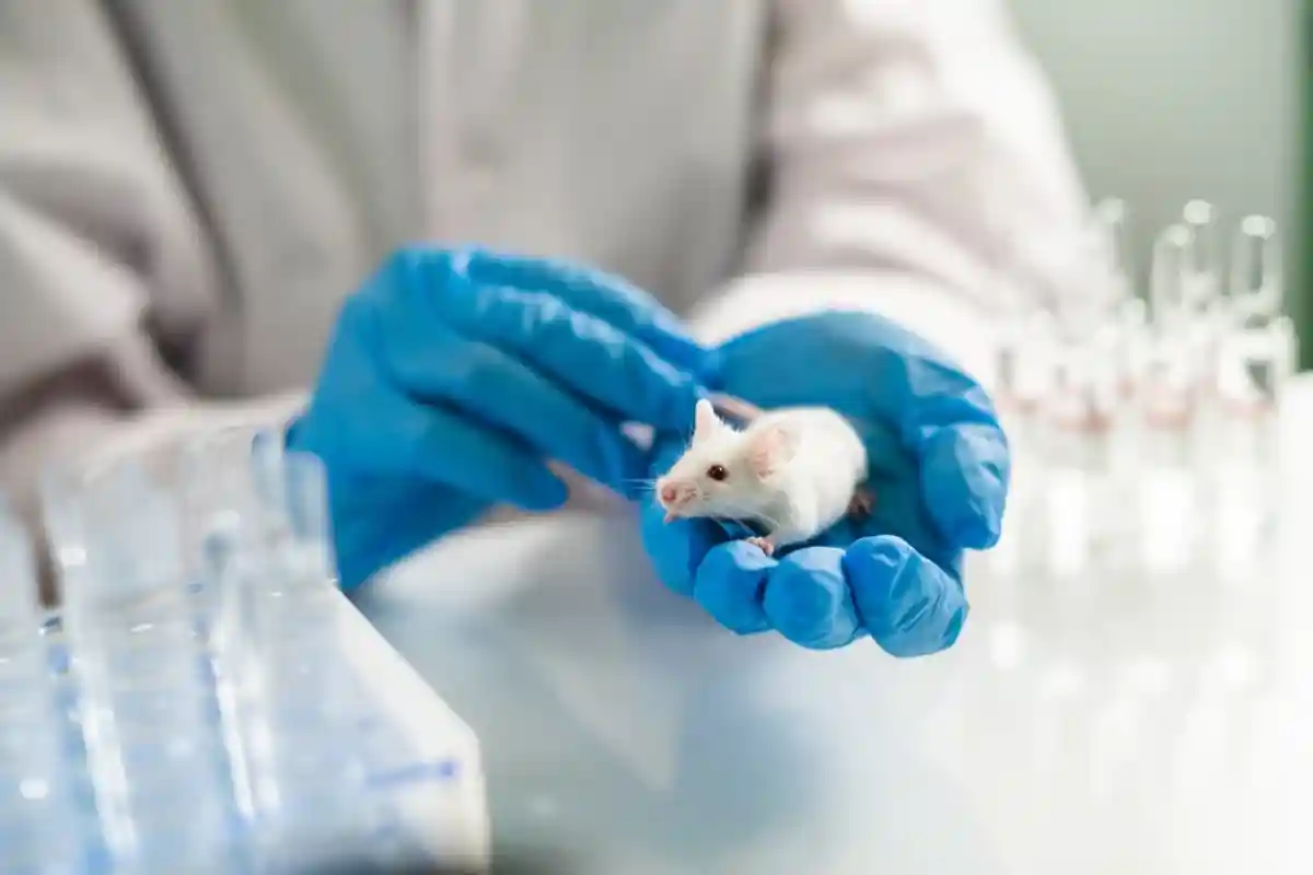 Найден препарат против тяжёлой формы COVID-19. Учёные воссоздали модель заболевания на мышах. Фото: Egoreichenkov Evgenii / shutterstock.com