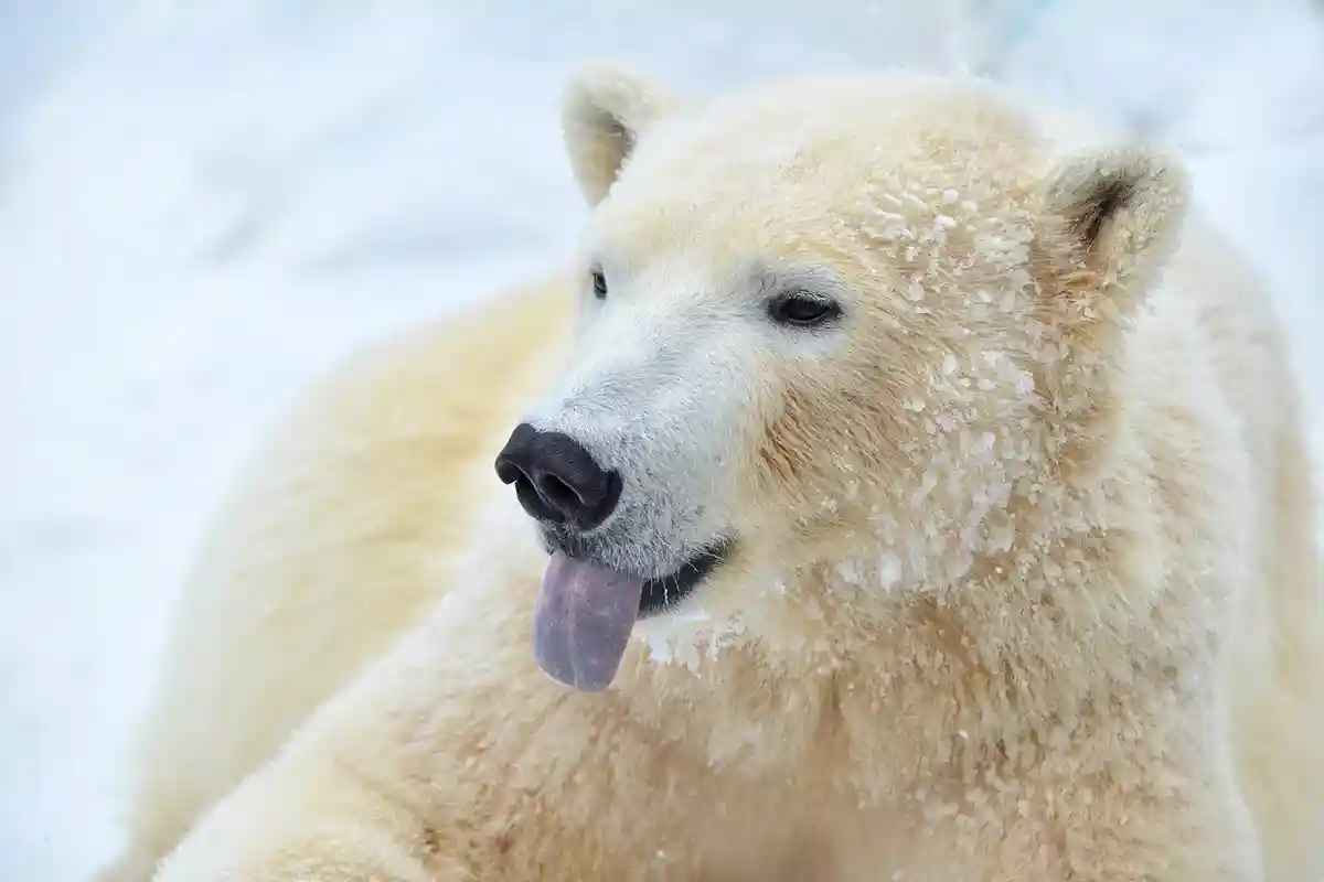 Разведение белых медведей. Фото: evaurban / shutterstock.com