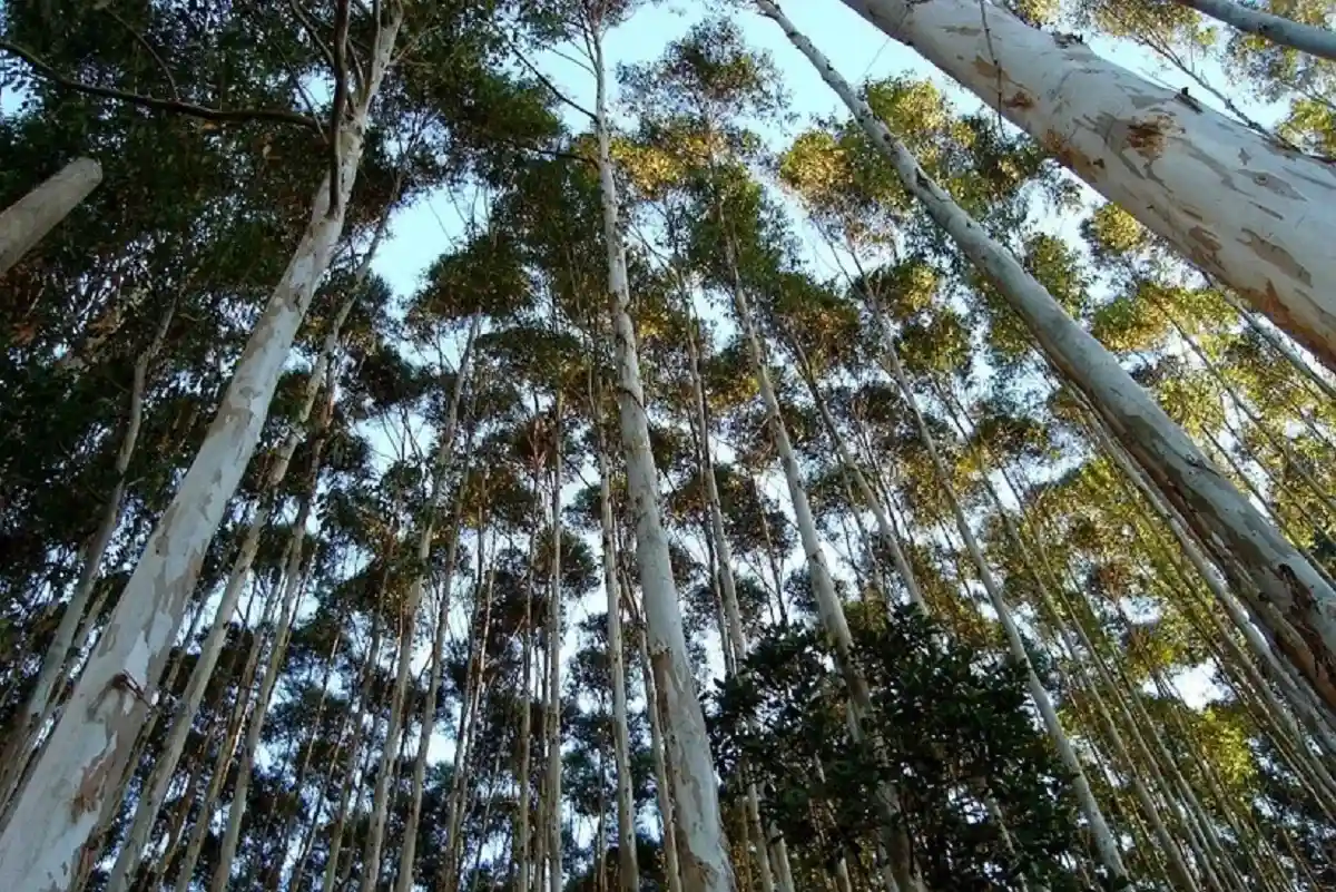 Самые необычные деревья мира. Фото: Twitter