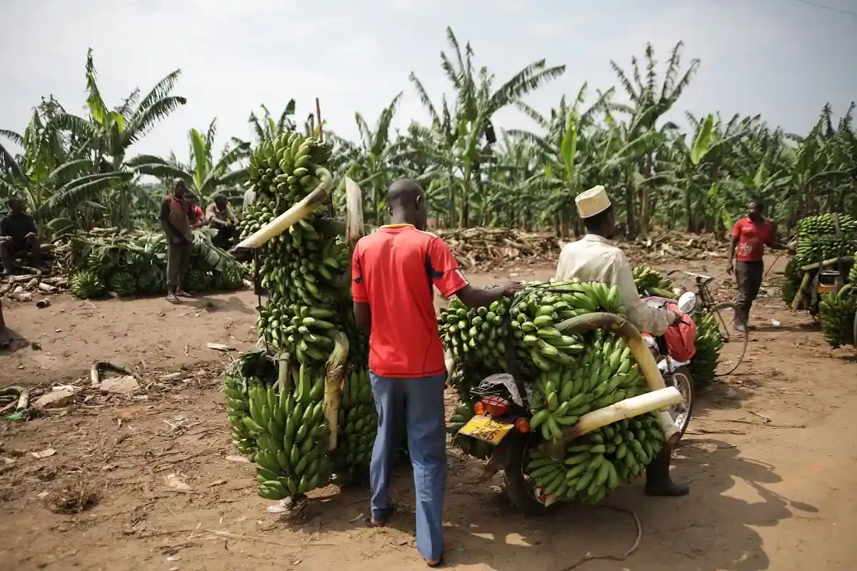 Сбор бананов в Уганде. Фото: Redfam / Pixabay.com