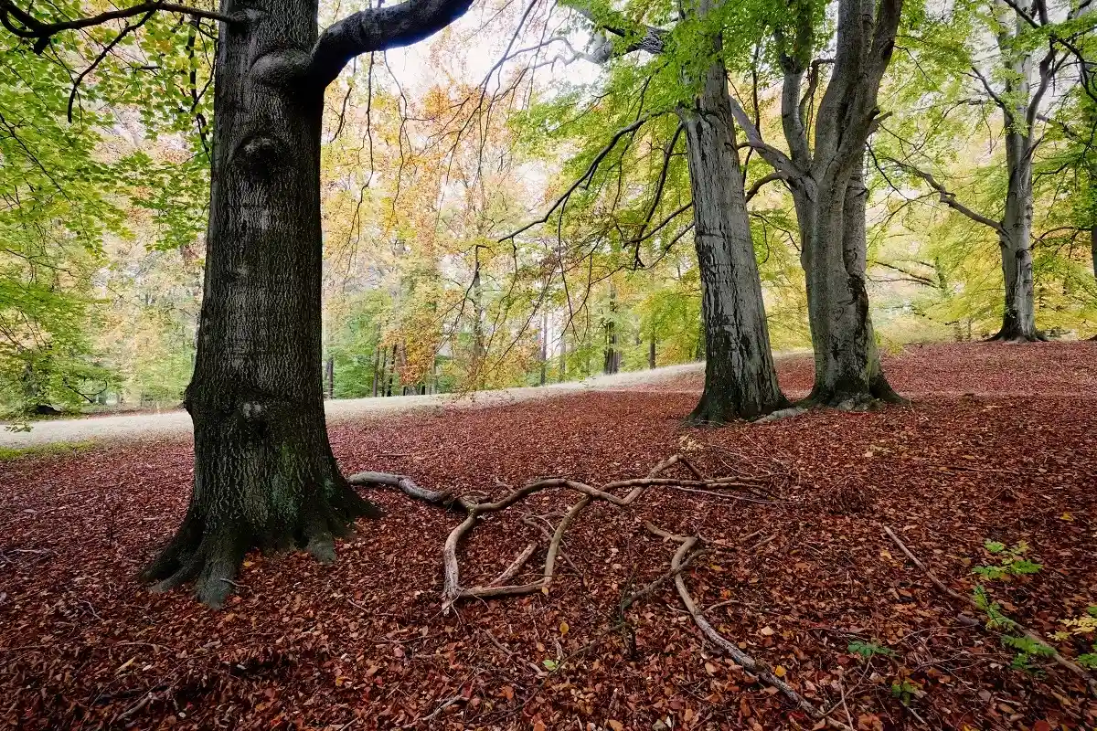 Первобытный лес в самом сердце Германии. Фото: Grigory Rodin / aussiedlerbote.de