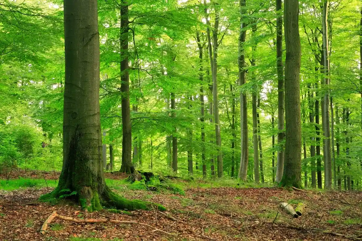 Национальный парк Келлервальд-Эдерзее является одним из последних естественных буковых лесов в западной части Центральной Европы. Фото: dugdax / shutterstock.com
