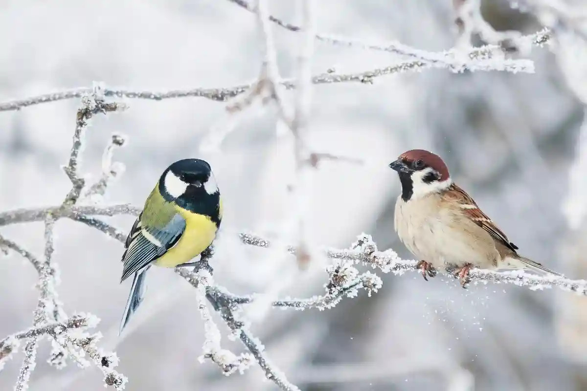 "Час зимних птиц" важное мероприятие в области орнитологии.