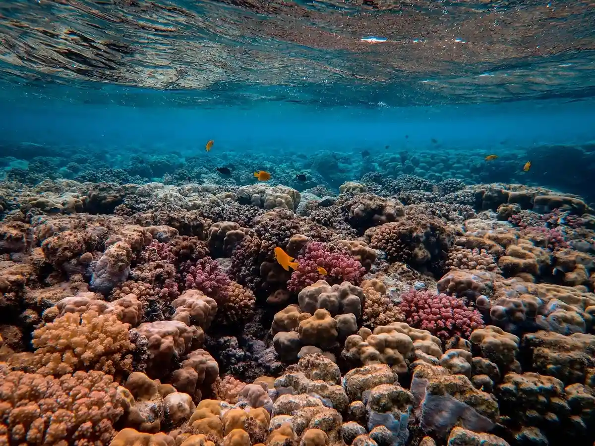 Обнаружен новый коралловый риф.