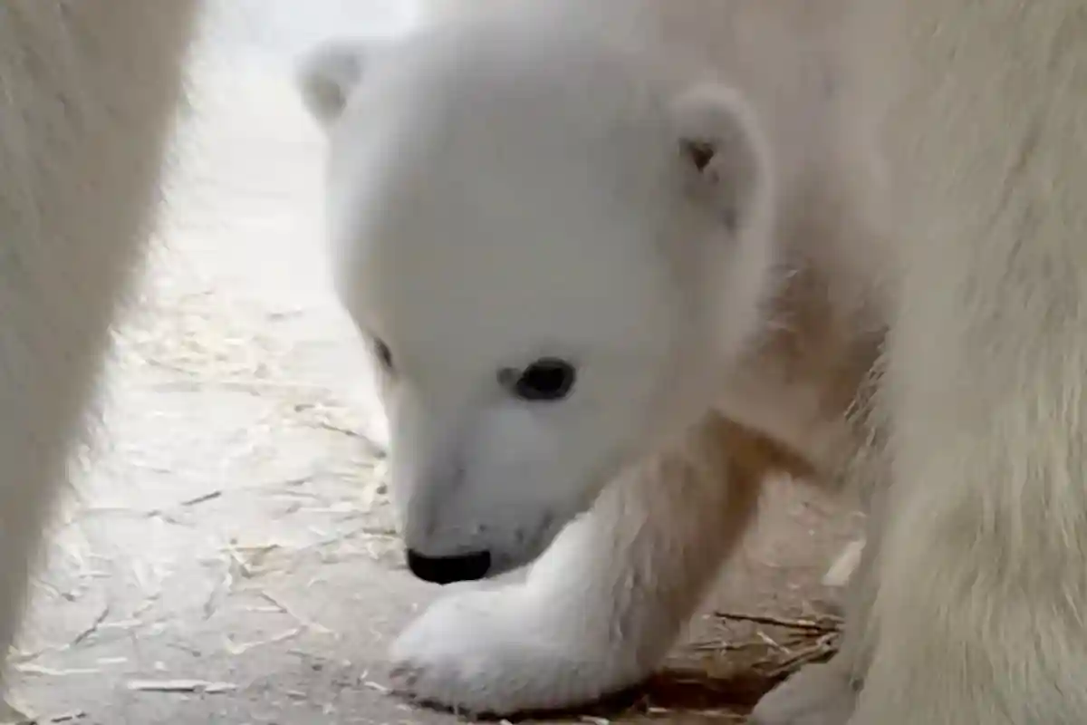 Имя белым медведицам. Фото: Zoo Rostock / youtube