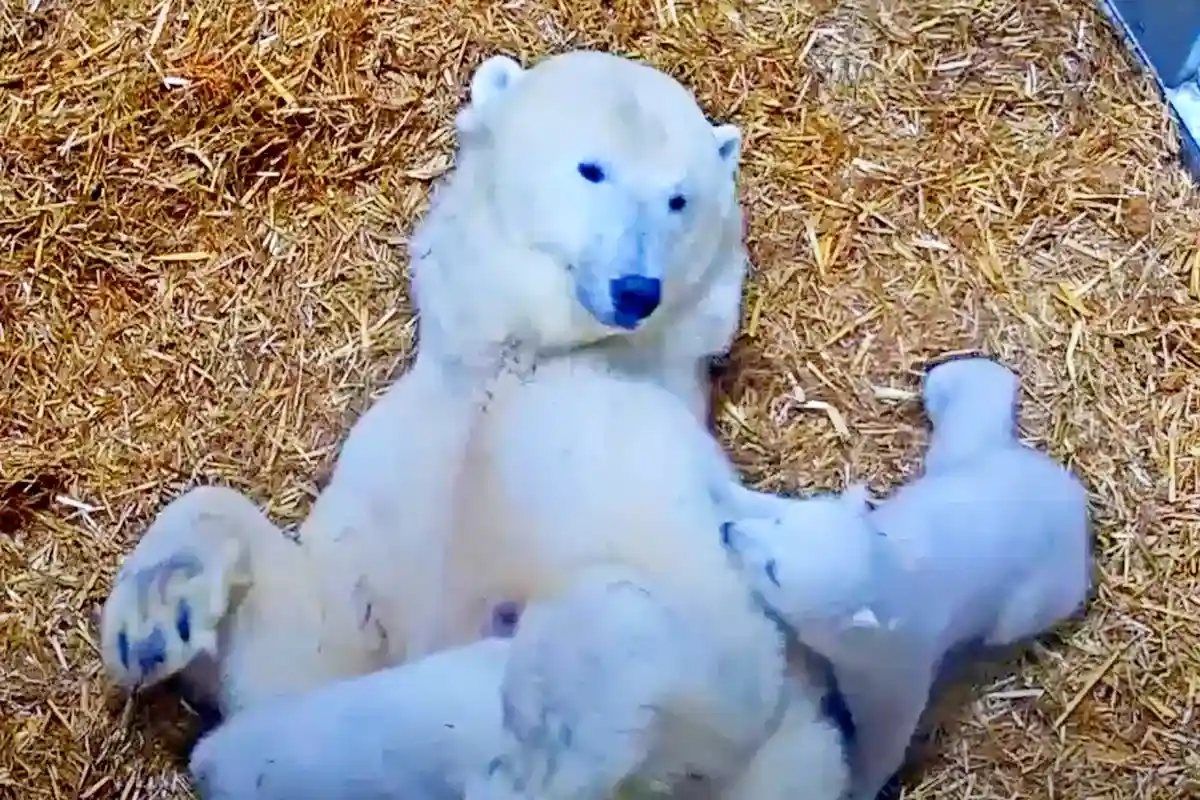 Имя белым медведицам. Фото: Zoo Rostock / youtube