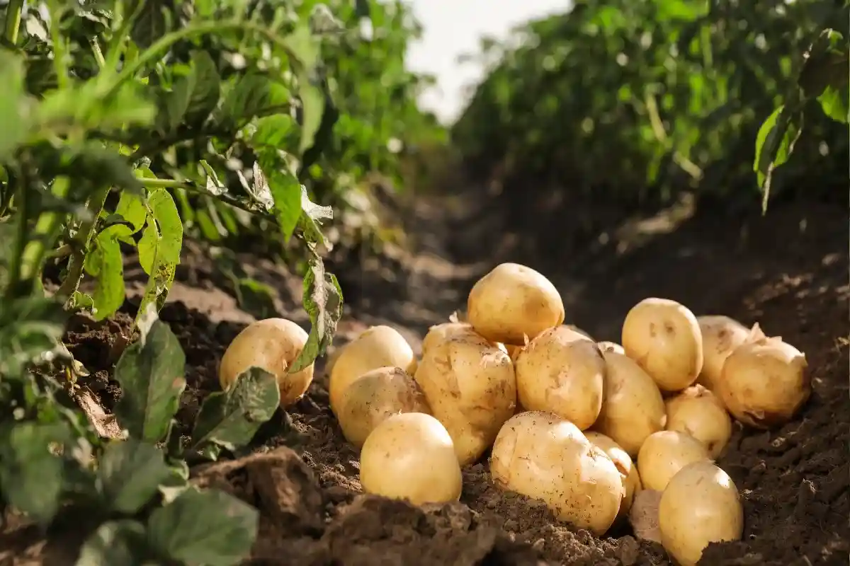 Стоимость картофеля в Германии в 2021 году выросла на 58,5% по сравнению с 2020 годом. Фото: New Africa / Shutterstock.com
