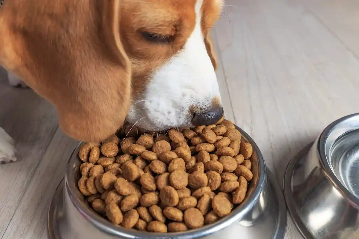 Собаку нужно постоянно кормить и ухаживать за ней. Фото: ALEX_UGALEK / shutterstock.com