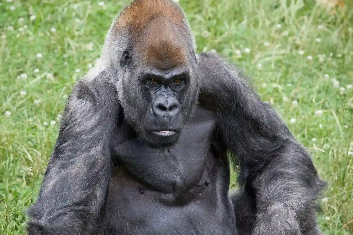 Умер старейший в мире самец гориллы Оззи: ему был 61 год