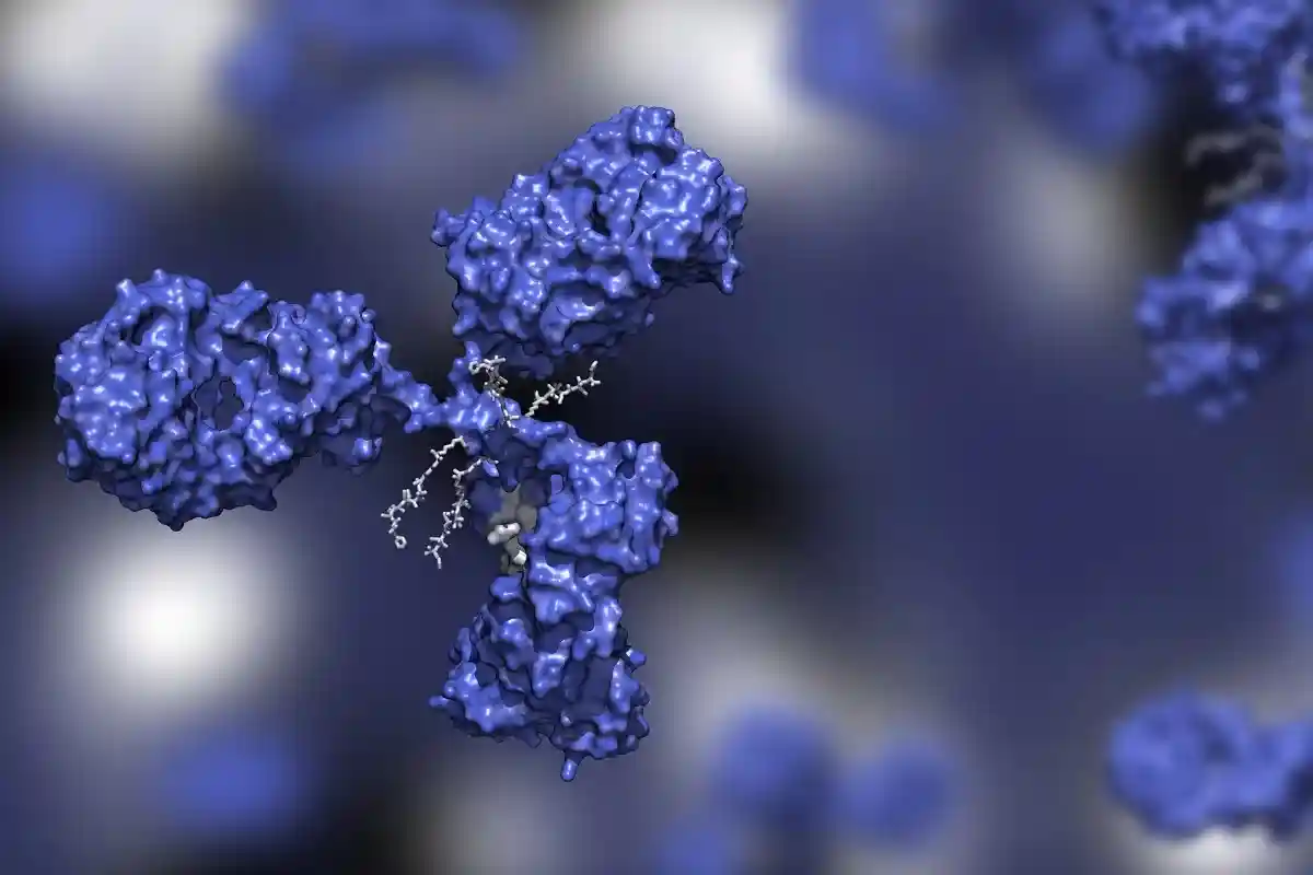 ADC сочетают эффективность химиотерапии со специфичностью антител, присоединяя токсический груз к антителу, обладающему высокой селективностью в отношении опухоли. Фото: Huen Structure Bio / shutterstock.com