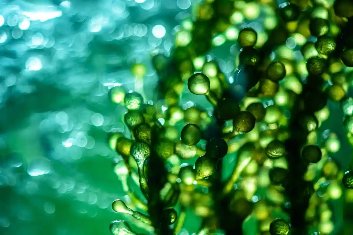 Фотобиореактор в медицинской научной лаборатории или топливо из водорослей Фото: Chokniti Khongchum / Shutterstock.com
