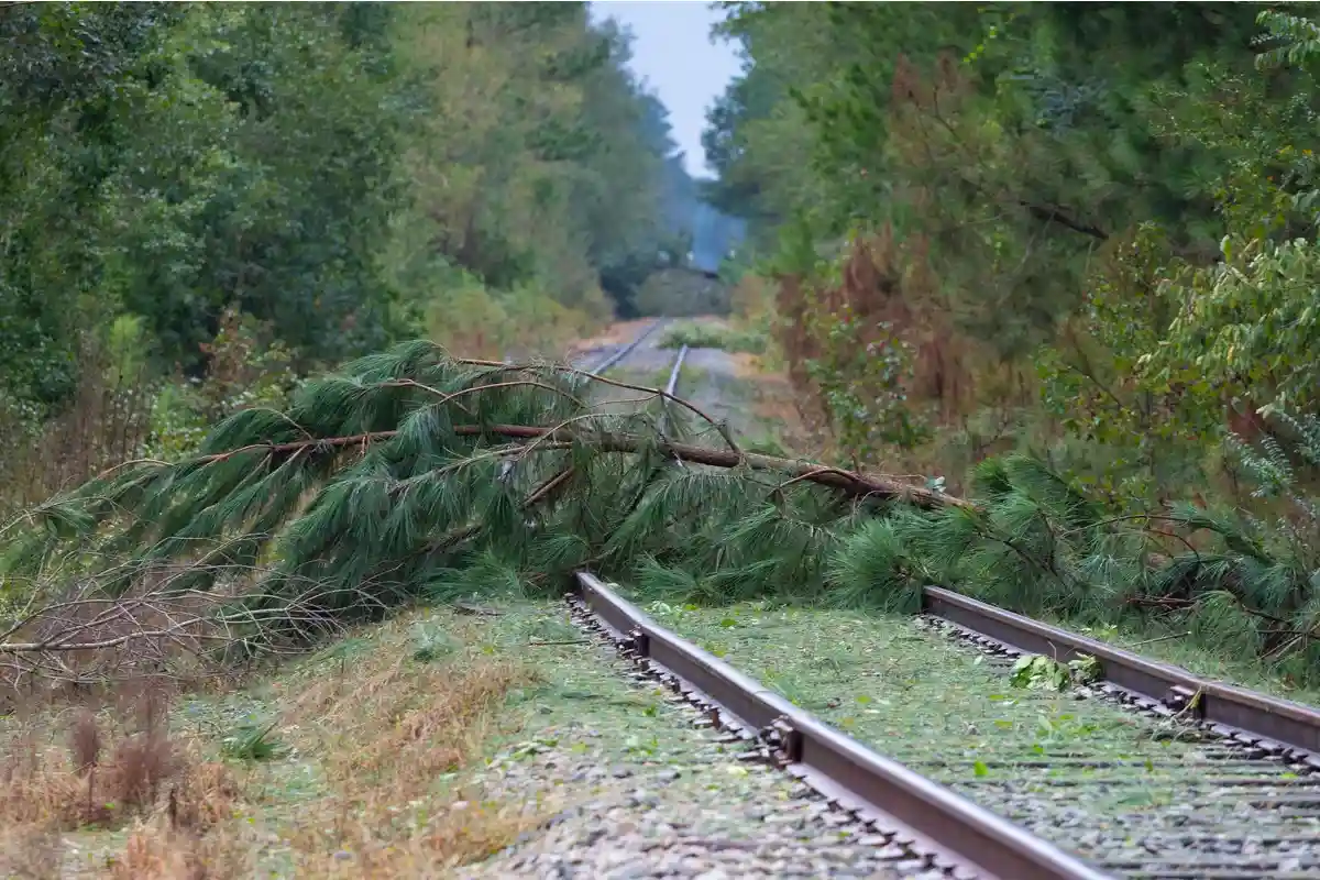 Поваленные деревья на железнодорожных путях, которые нужно убрать для продолжения движения поездов. Фото: Guy J. Sagi / shutterstock.com