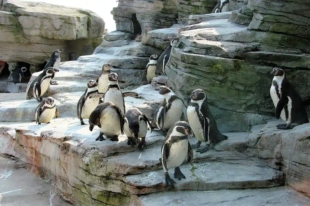 Пингвины в зоопарке города Бремерхафен. Фото: Allie_Caulfield / wikimedia.org