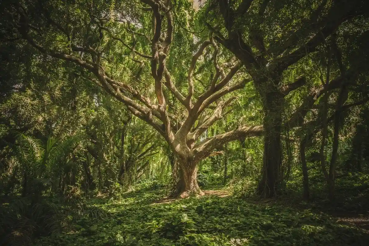 Самое большое генеалогическое древо мира дает представление о двух миллионах лет предыстории и эволюции. Фото: veeterzy / Pexels.com