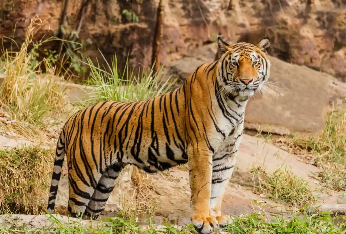 Празднуется начала год тигра. Фото: Unsplash.com