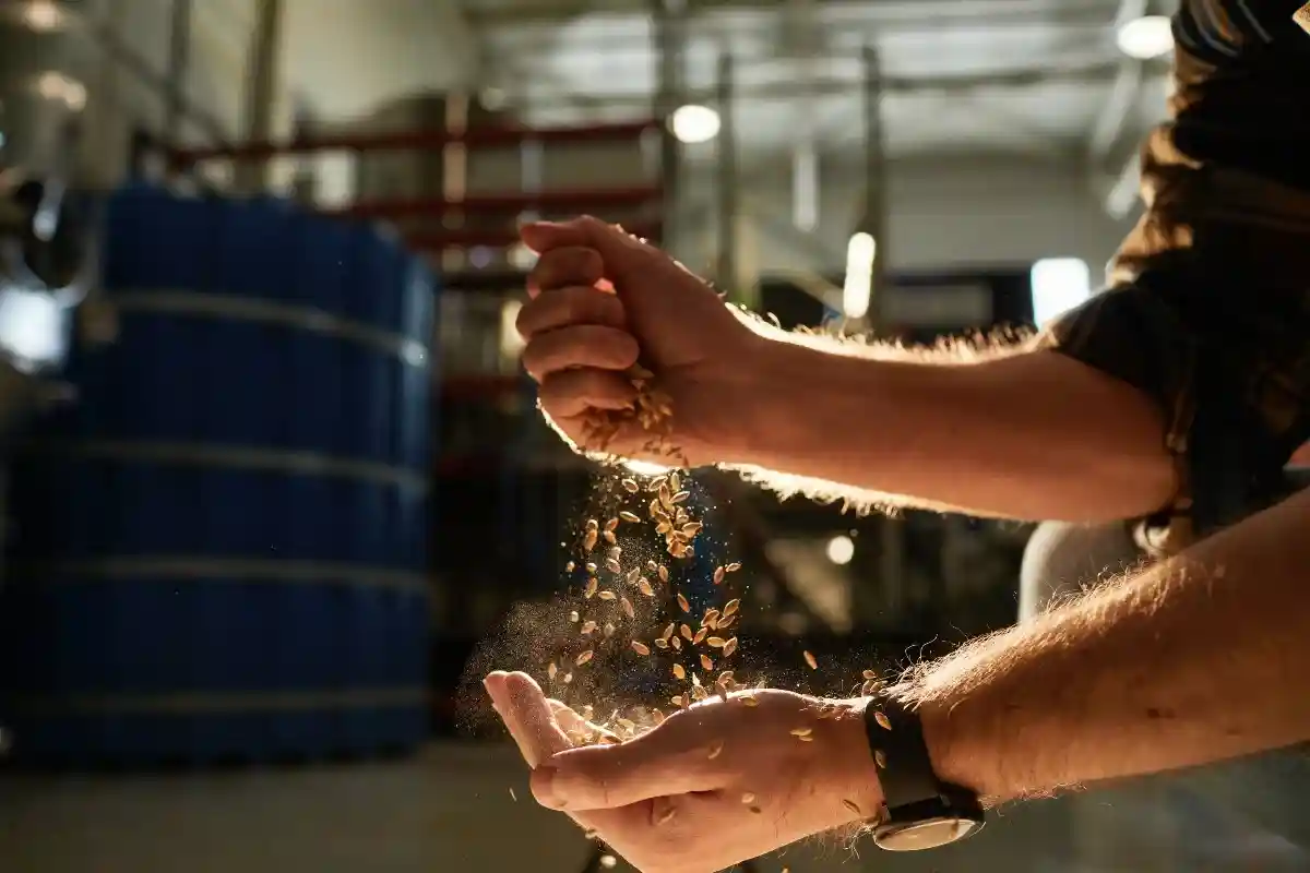 Для производства органического пива может использоваться только сырье, выращенное в экологически чистых, свободных от пестицидов культурах. Фото: SeventyFour / Shutterstock.com