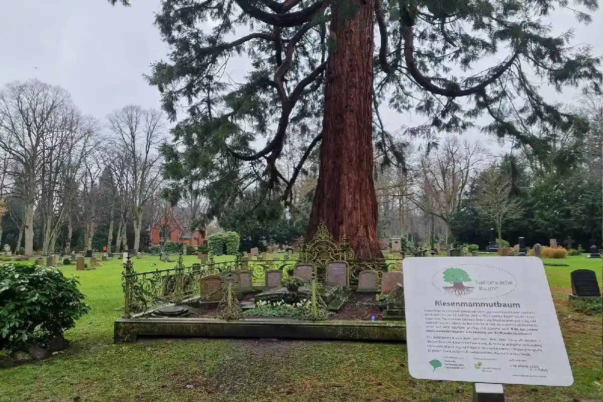Мамонтово дерево было посажено к открытию Ринсбергского кладбища в 1875 году. Это одно из первых кладбищ паркового типа в Германии. Фото: nationalerbe-baeume.de