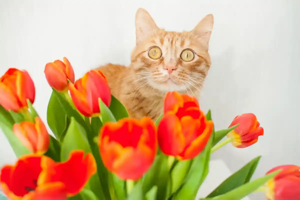 коты тюльпаны