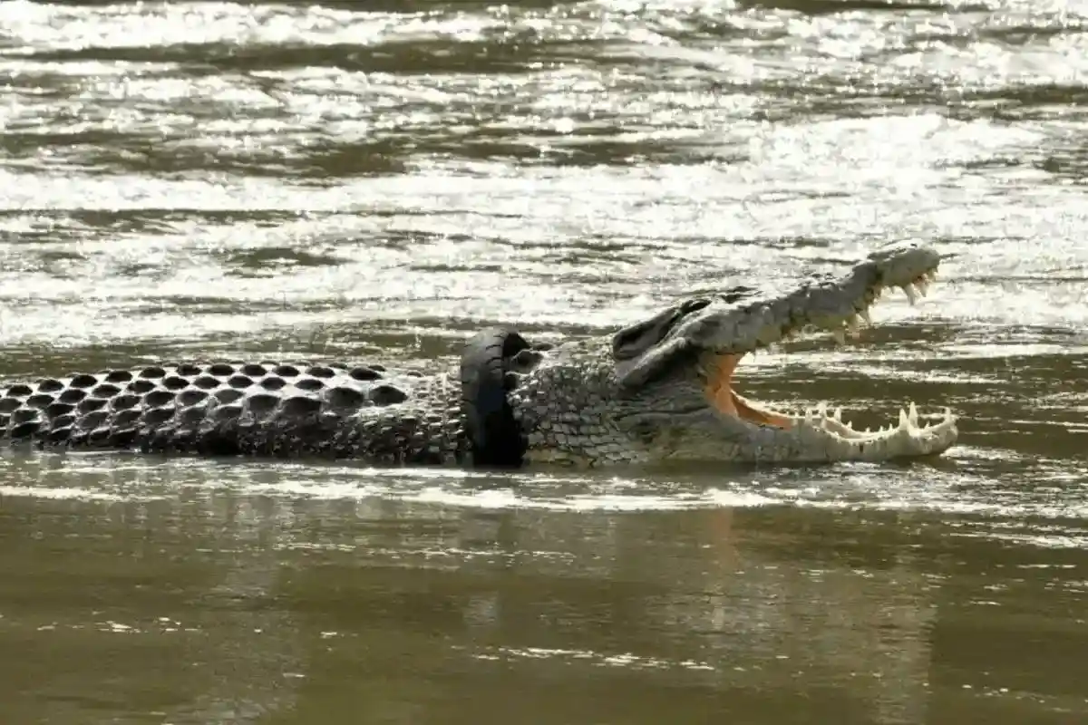 Крокодил с шиной на шее