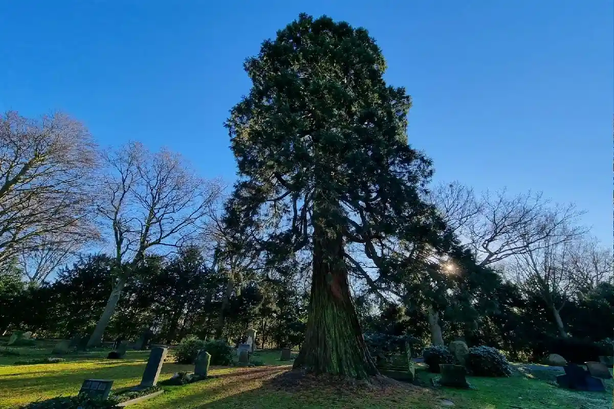 Высота дерева — 33 метра, что позволяет назвать его самым высоким деревом Бремена. Фото: nationalerbe-baeume.de
