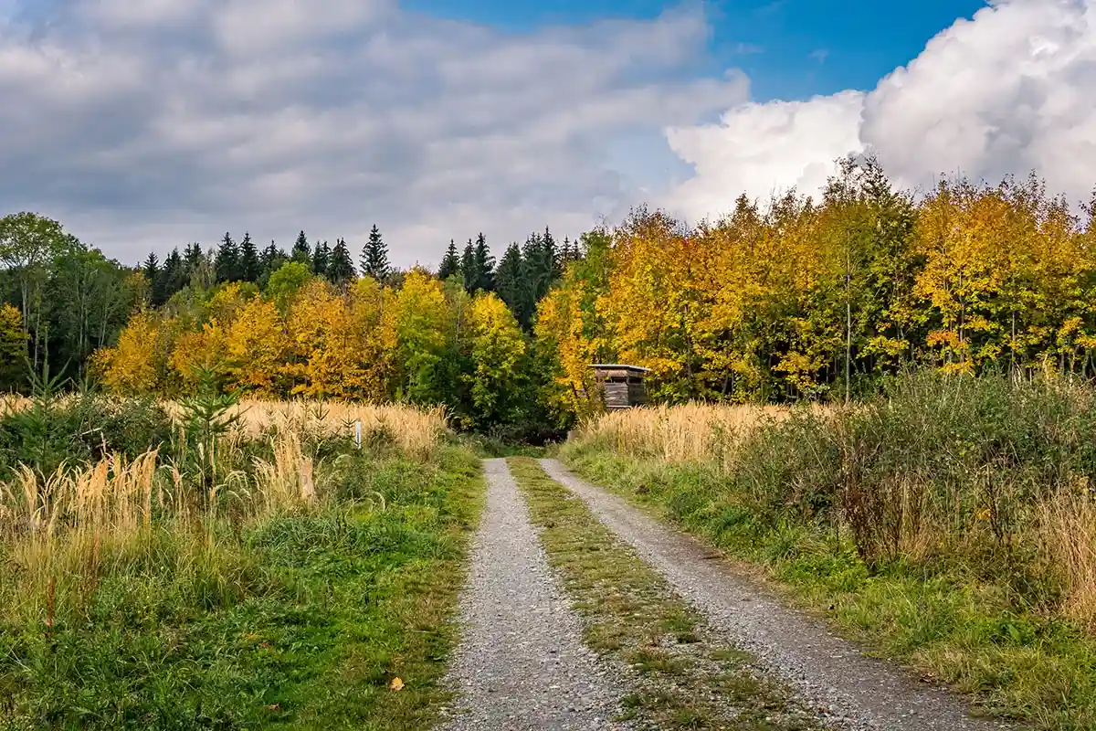 Осенний лес недалеко от города, в Верхней Швабии. Идеальное место для прогулок. Фото: shutterstock.com