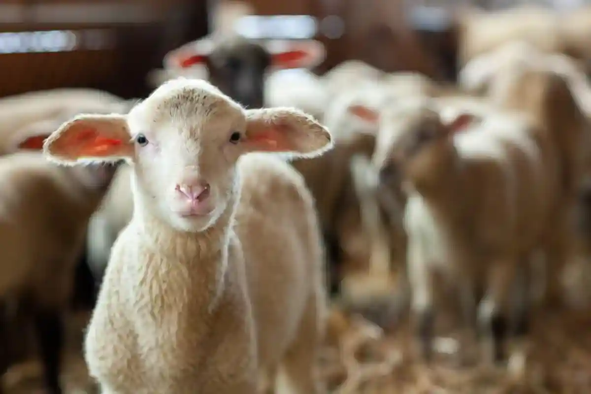 25 лет Долли: что стало с первой в мире клонированной овцой?