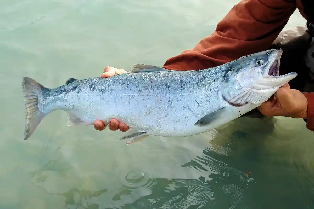 Экозащитники и фермеры Калифорнии совместно защищают лосося