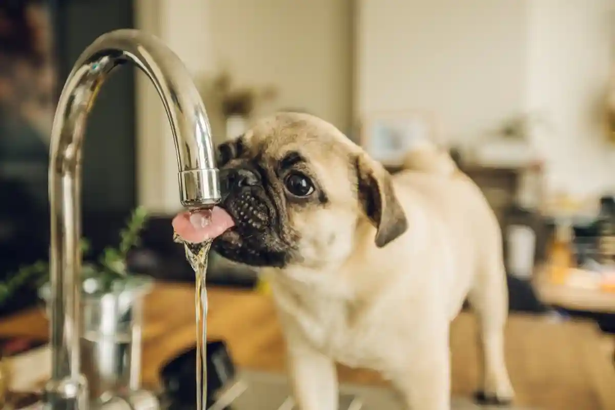 Диетолог считает, что водопроводную воду в Германии можно пить смело. Фото: wriemis / shutterstock.com 