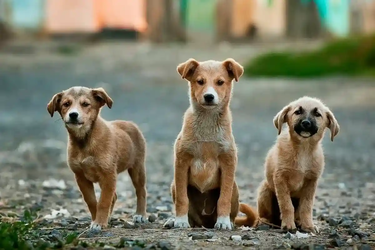 В бомбоубежища не пускают домашних животных. Фото: Anoir Chafik / unsplash.com