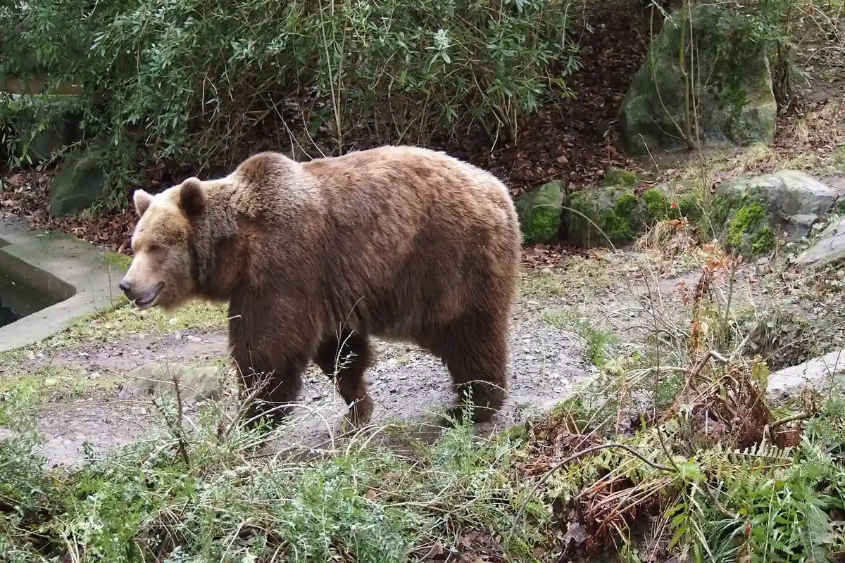 Медведь в Вуппертальском зоопарке. Фото: ahundt / pixabay.com