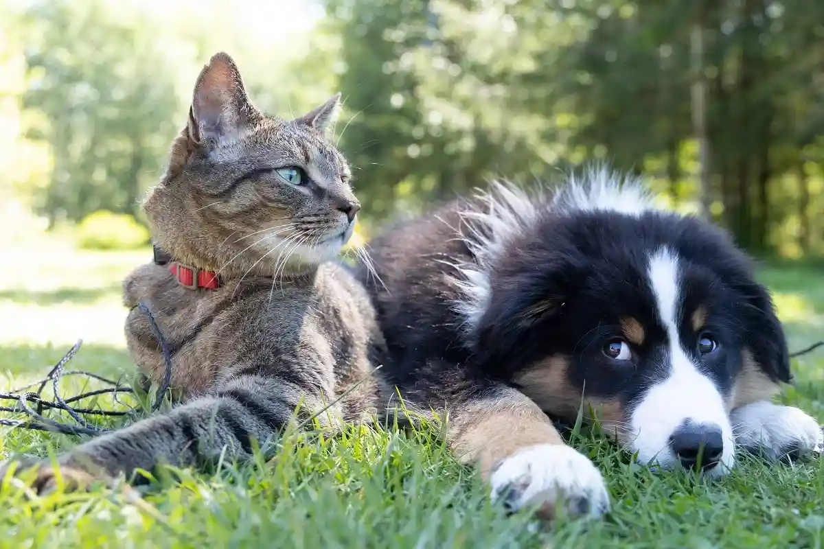 Опасность у вас дома: чем могут заразить человека кошки и собаки?