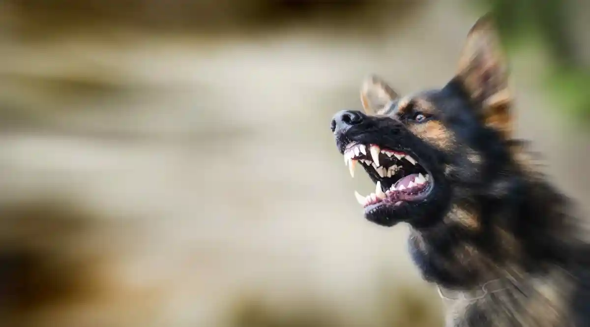 Бешенство вызывает агрессию у животных. Фото: Krasula / Shutterstock.com
