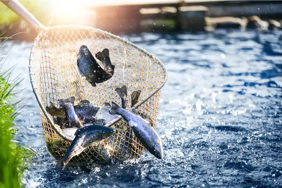 Лицензия на рыбалку в Германии. Фото: Krasula / Shutterstock.com