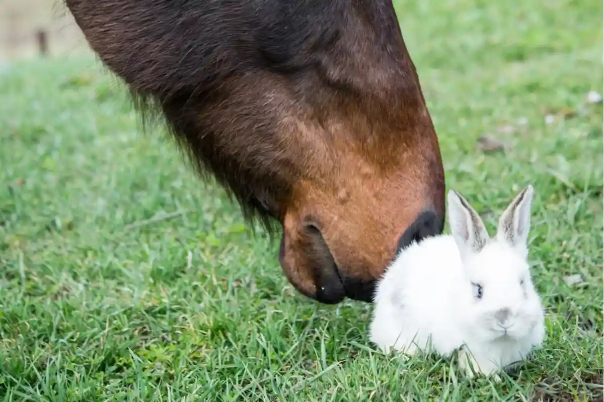 Лошадь и кролик на траве Фото: Sara Borbala Balogh / Shutterstock.com
