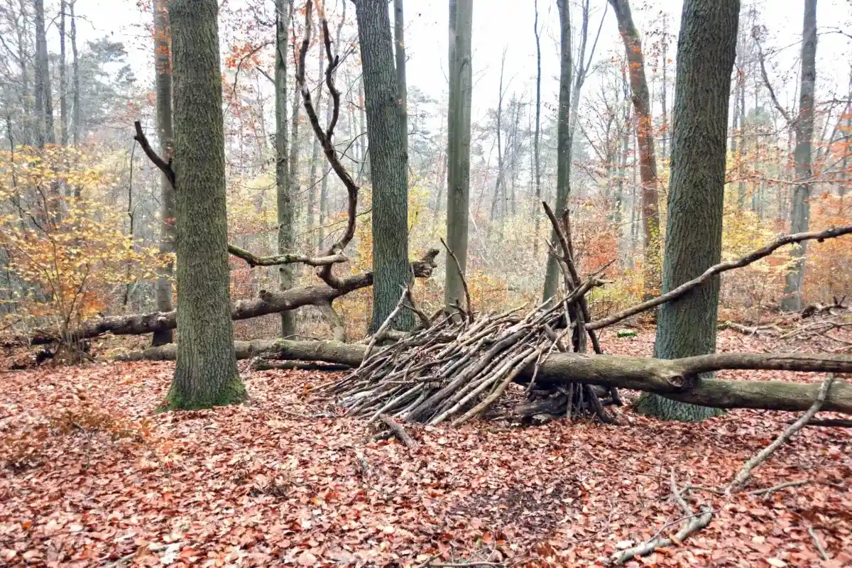 Незаконная вырубка деревьев в Германии. Фото: Aleksejs Bocoks / aussiedlerbote.de