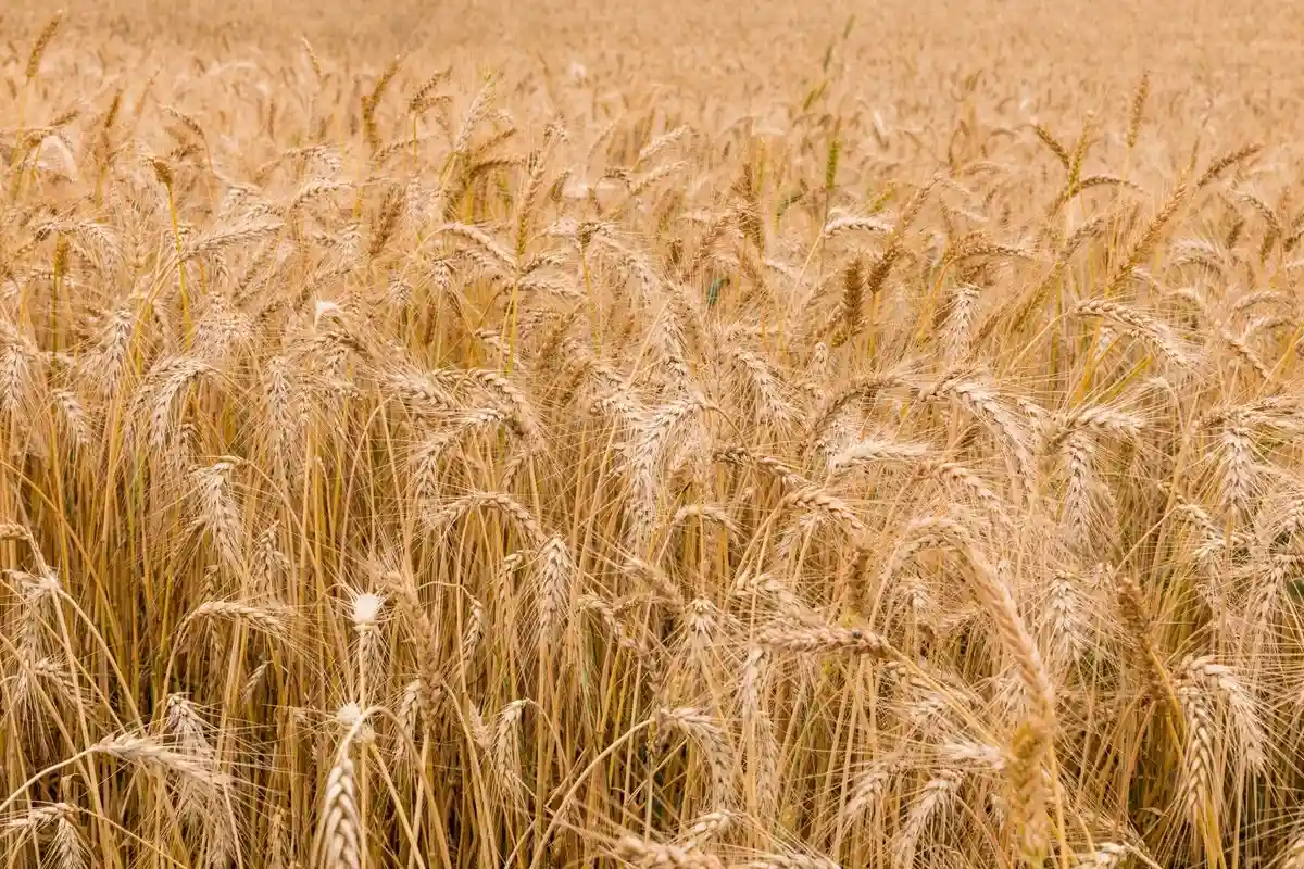 Пшеницы из Украины почти нет. Министр экономичес­кого сотрудничества и развития​ Свенья Шульце опасается гол­ода. ​Фото: Antony Trivet / Pexels